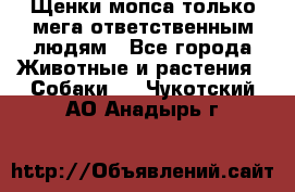 Щенки мопса только мега-ответственным людям - Все города Животные и растения » Собаки   . Чукотский АО,Анадырь г.